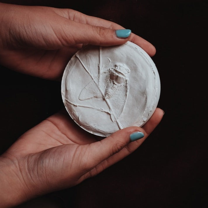 Cicada Plaster Cast